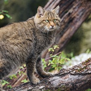 Preview wallpaper wild forest cat, animal, wildlife, log