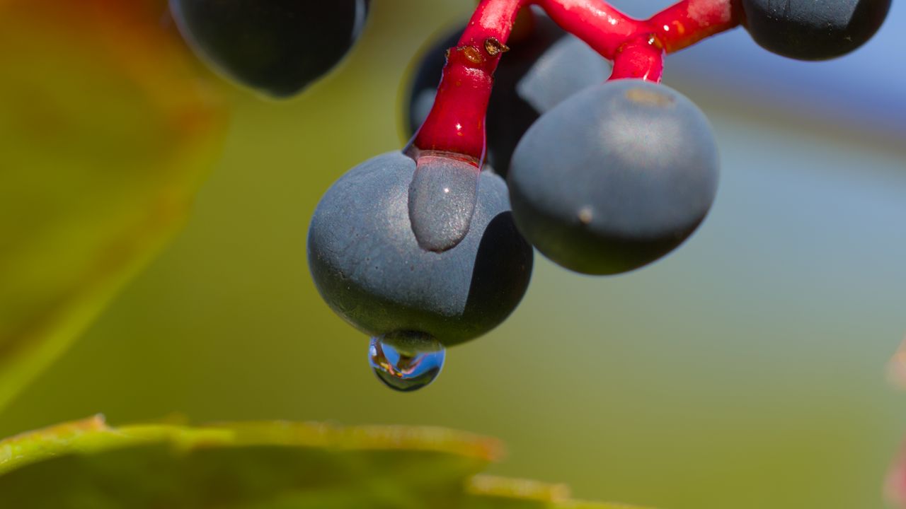 Wallpaper wild grapes, grapes, drops, macro