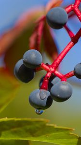 Preview wallpaper wild grapes, grapes, drops, macro