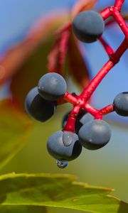 Preview wallpaper wild grapes, grapes, drops, macro