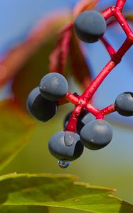 Preview wallpaper wild grapes, grapes, drops, macro