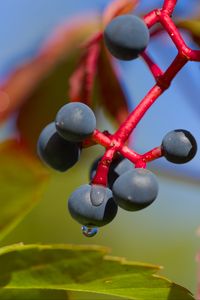 Preview wallpaper wild grapes, grapes, drops, macro