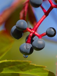 Preview wallpaper wild grapes, grapes, drops, macro