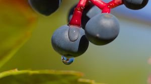 Preview wallpaper wild grapes, grapes, drops, macro