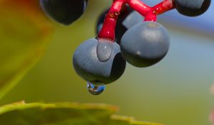 Preview wallpaper wild grapes, grapes, drops, macro