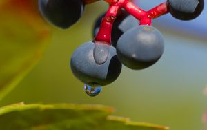 Preview wallpaper wild grapes, grapes, drops, macro