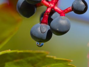 Preview wallpaper wild grapes, grapes, drops, macro