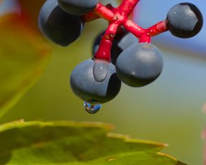 Preview wallpaper wild grapes, grapes, drops, macro