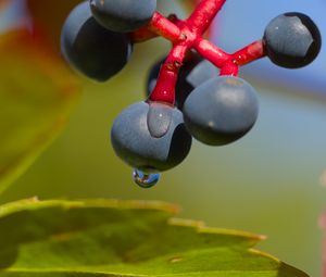 Preview wallpaper wild grapes, grapes, drops, macro