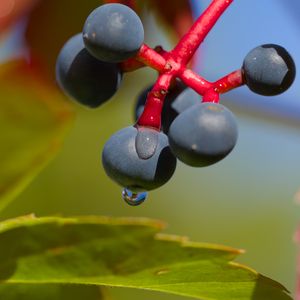 Preview wallpaper wild grapes, grapes, drops, macro