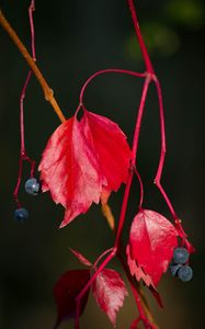 Preview wallpaper wild grapes, leaves, berries, plant, red, macro