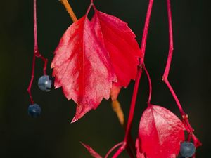 Preview wallpaper wild grapes, leaves, berries, plant, red, macro