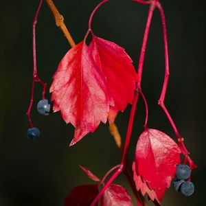 Preview wallpaper wild grapes, leaves, berries, plant, red, macro