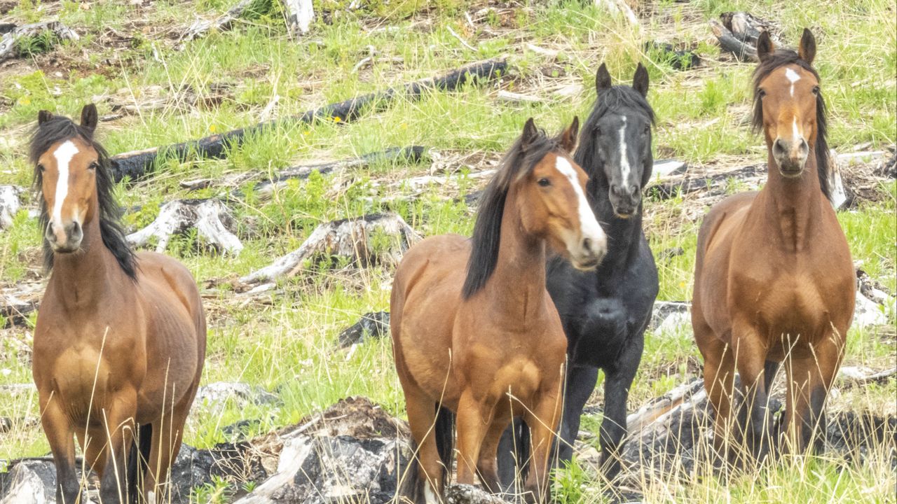 Wallpaper wild horses, horses, animals, wildlife