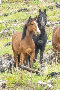 Preview wallpaper wild horses, horses, animals, wildlife