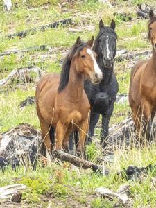 Preview wallpaper wild horses, horses, animals, wildlife