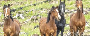 Preview wallpaper wild horses, horses, animals, wildlife