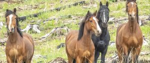 Preview wallpaper wild horses, horses, animals, wildlife