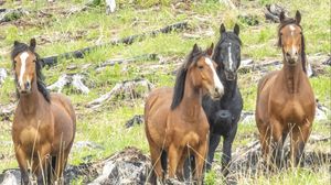 Preview wallpaper wild horses, horses, animals, wildlife