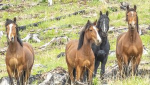 Preview wallpaper wild horses, horses, animals, wildlife