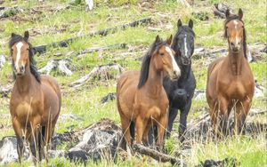 Preview wallpaper wild horses, horses, animals, wildlife