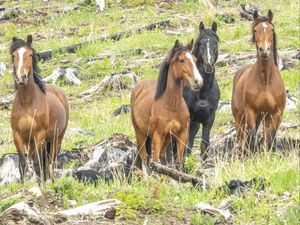 Preview wallpaper wild horses, horses, animals, wildlife