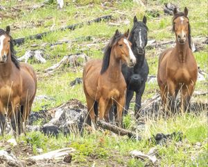 Preview wallpaper wild horses, horses, animals, wildlife