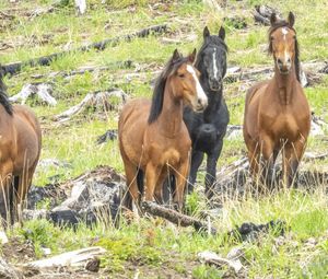 Preview wallpaper wild horses, horses, animals, wildlife