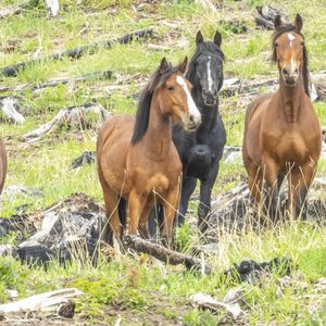 Preview wallpaper wild horses, horses, animals, wildlife