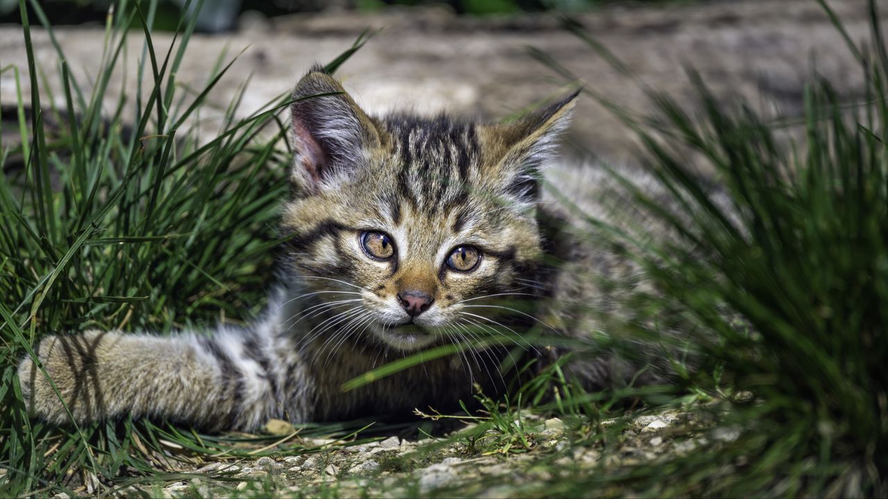 Wallpaper wild kitten, kitten, grass