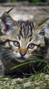 Preview wallpaper wild kitten, kitten, grass