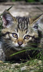 Preview wallpaper wild kitten, kitten, grass