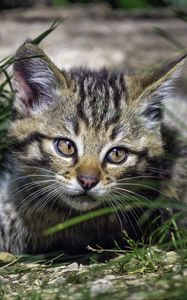 Preview wallpaper wild kitten, kitten, grass