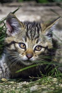 Preview wallpaper wild kitten, kitten, grass