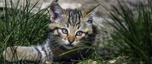 Preview wallpaper wild kitten, kitten, grass