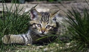 Preview wallpaper wild kitten, kitten, grass