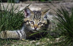 Preview wallpaper wild kitten, kitten, grass