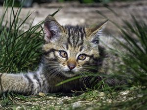 Preview wallpaper wild kitten, kitten, grass