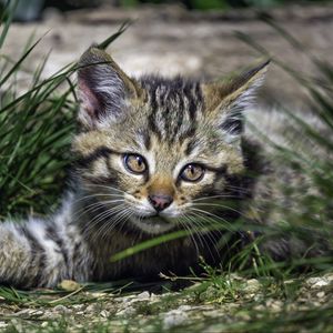 Preview wallpaper wild kitten, kitten, grass