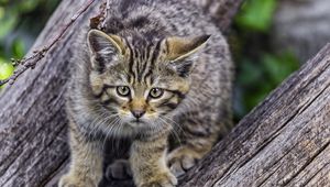 Preview wallpaper wild kitten, kitten, tree