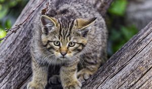 Preview wallpaper wild kitten, kitten, tree