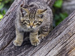 Preview wallpaper wild kitten, kitten, tree