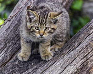 Preview wallpaper wild kitten, kitten, tree