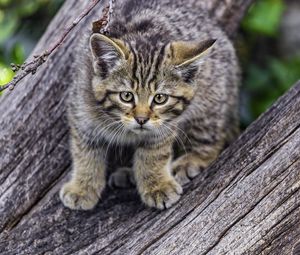 Preview wallpaper wild kitten, kitten, tree