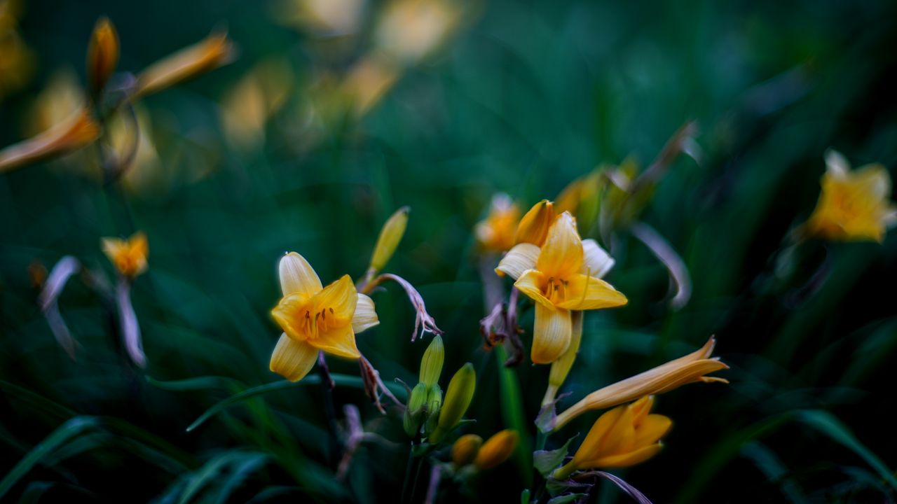 Wallpaper wild lily, flowers, petals, buds, yellow