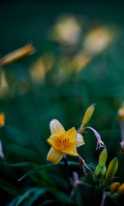 Preview wallpaper wild lily, flowers, petals, buds, yellow