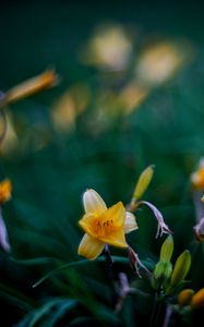 Preview wallpaper wild lily, flowers, petals, buds, yellow