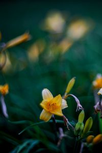 Preview wallpaper wild lily, flowers, petals, buds, yellow