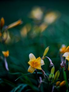 Preview wallpaper wild lily, flowers, petals, buds, yellow