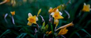 Preview wallpaper wild lily, flowers, petals, buds, yellow